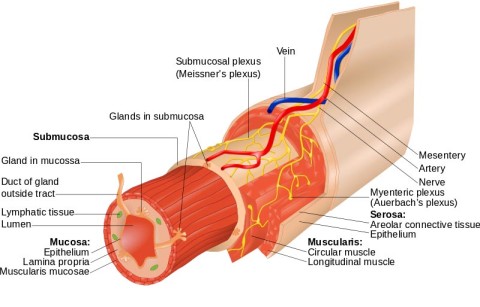 Vrstvy v zažívacím traktu. ! Angl. layers of Gastrointestinal (GI) wall.