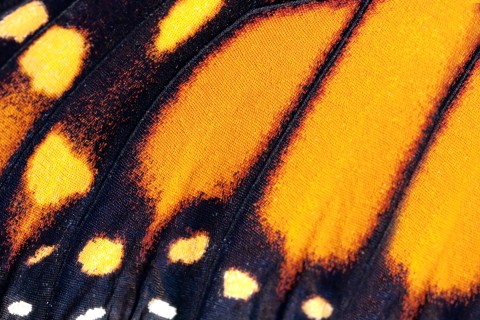 butterfly-Danaus-plexippus