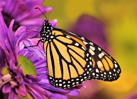 butterfly-monarch-1